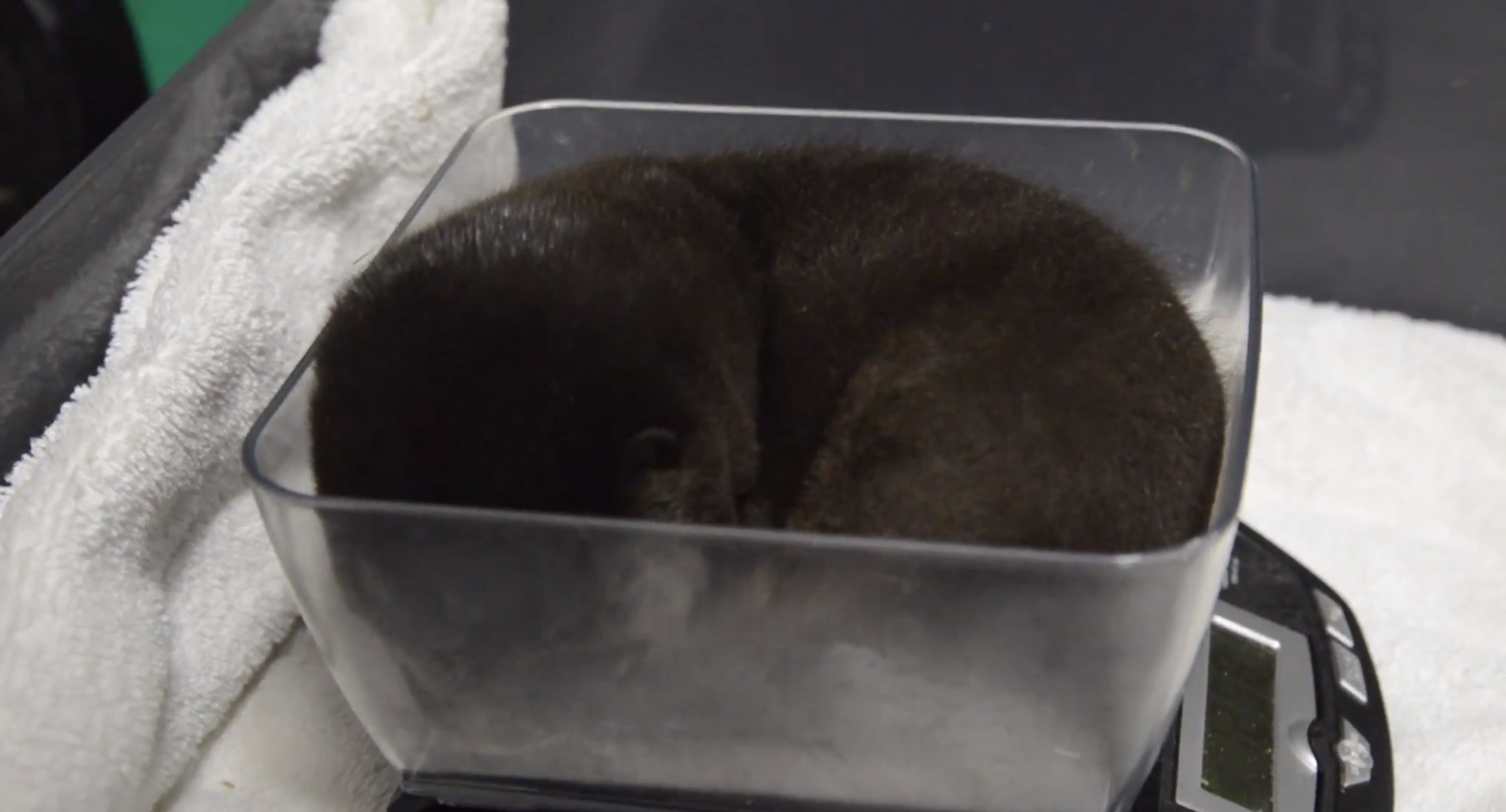 VideoExtra, Utter, Grumpy Cat, surextra, Mo